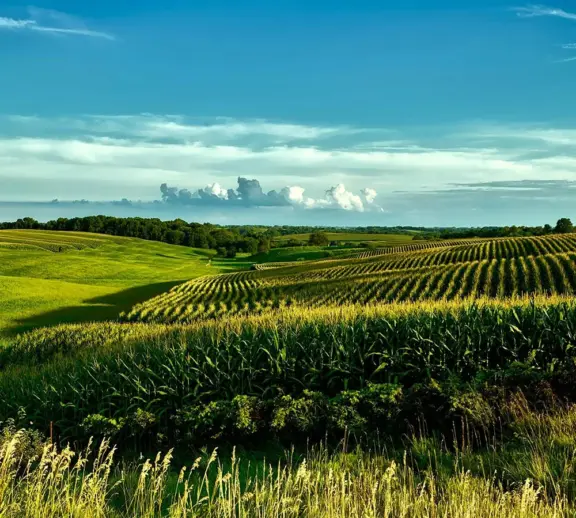 We grow fresh, organic produce using clean methods that protect nature, healthy food.