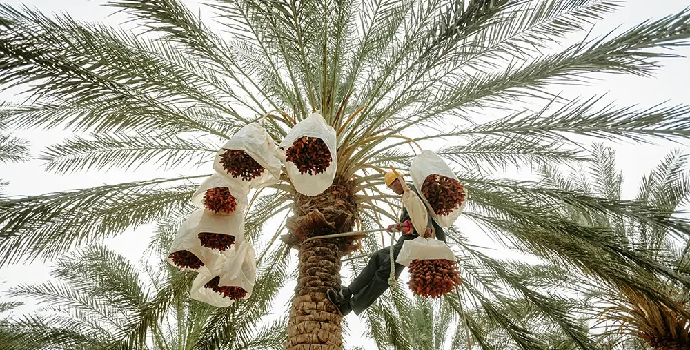 Organic farms avoid toxic inputs, improve soil health, grow clean, sustainable food that supports nature.